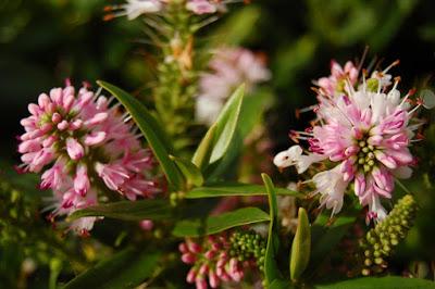 La flor Hebe o Verónica