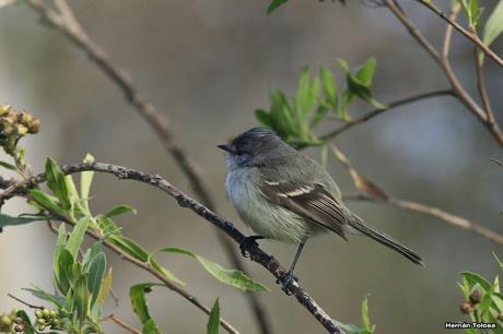 Piojito trinador (Serpophaga griseicapilla)