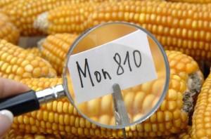 Mon810 maíz transgénicos monsanto