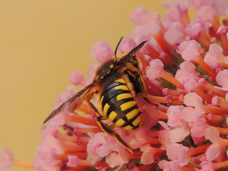 Anthidium florentinum, libando flores de budleya.