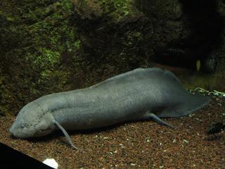 Un acuario diferente en Zaragoza