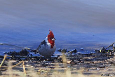 Cardenal lagunero