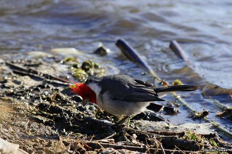 Cardenal lagunero