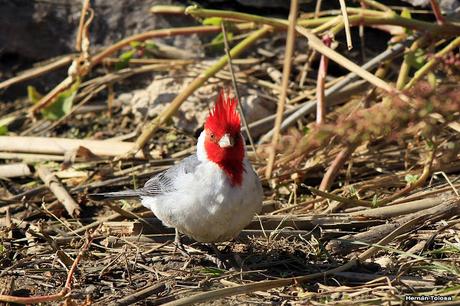 Cardenal lagunero