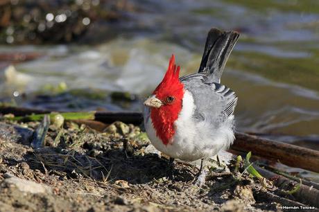 Cardenal lagunero