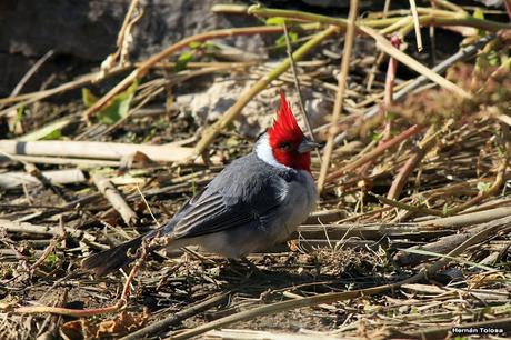 Cardenal lagunero