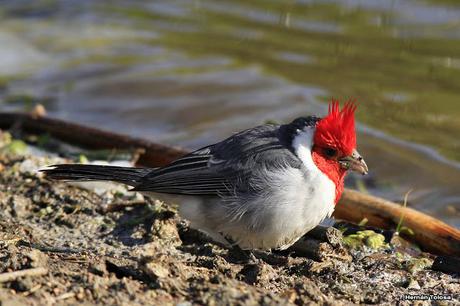 Cardenal lagunero