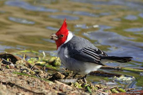 Cardenal lagunero