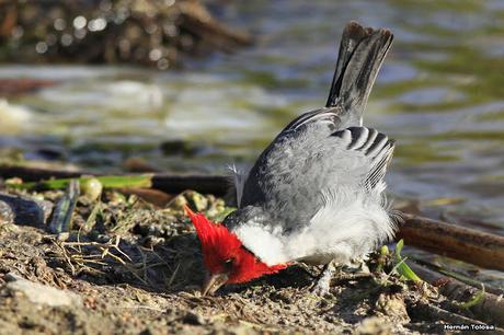 Cardenal lagunero