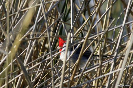 Cardenal lagunero