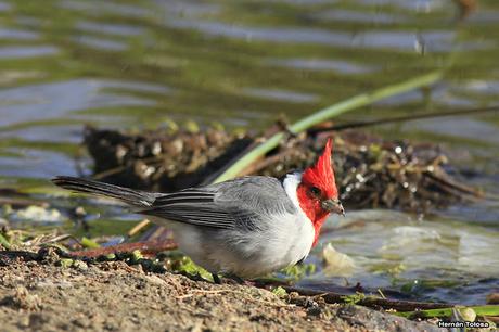 Cardenal lagunero