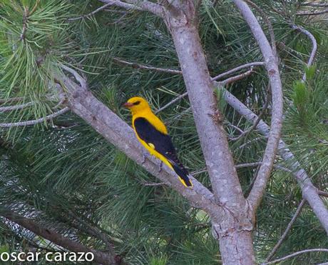 LAS OBSERVACIONES SOBREVENIDAS: OROPENDOLA