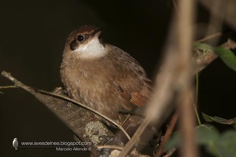 Bandurrita chaqueña (Chaco Earthcreeper) Tarphonomus certhioides Bandurrita chaqueña (Chaco Earthcreeper) Tarphonomus certhioides