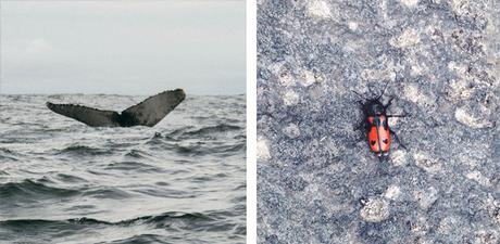 A la izquierda, la cola de una ballena jorobada que vi el año pasado en el Chocó. A la derecha, una mariquita de páramo que me acompañó un rato en mi paseo a Letras.