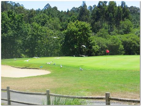 Gaviotas en campo de golf Gaviotas en campo de golf
