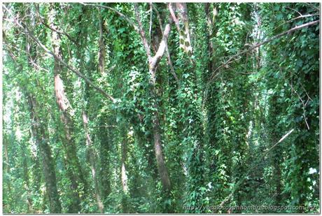 Bosque de hiedra Bosque de hiedra