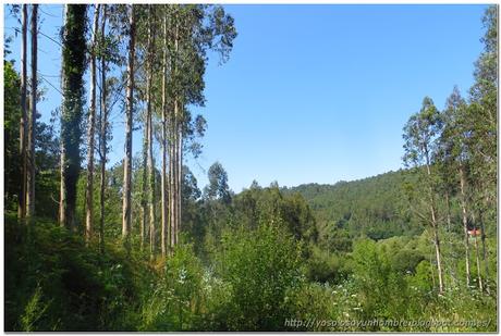bosque bosque