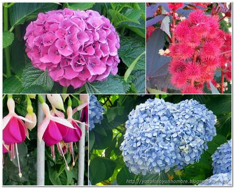 flores flores