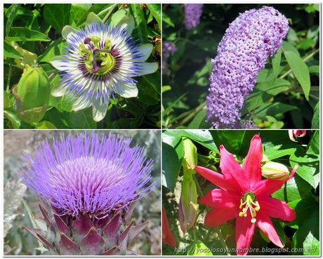 Más flores Más flores