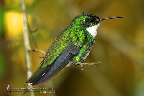 Picaflor garganta blanca (White-throated Hummingbird) Leucochloris albicollis