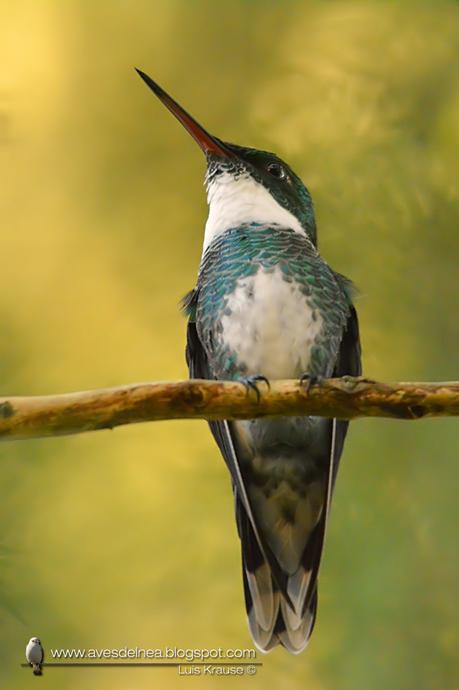 Picaflor garganta blanca (White-throated Hummingbird) Leucochloris albicollis