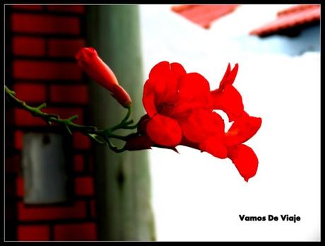 VIAJES SINCRONIZADOS. EXPERIMENTO NRO 1. Un viaje por mi barrio flores rojas