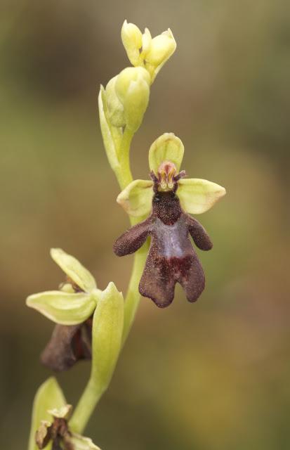 Orquídeas de julio