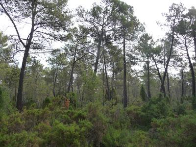 De Cirat a Arañuel por El Plano. De Cirat a Arañuel por El Plano.