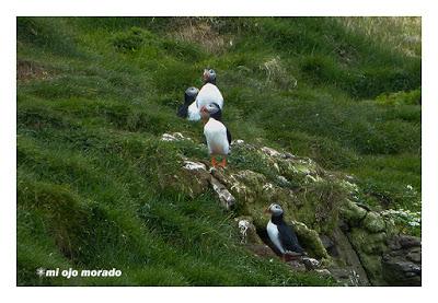 Ese pájaro entrañable: frailecillo, lundi o puffin