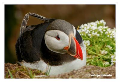 Ese pájaro entrañable: frailecillo, lundi o puffin