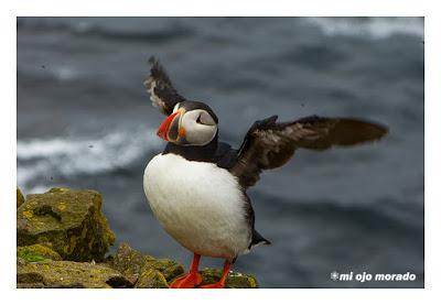 Ese pájaro entrañable: frailecillo, lundi o puffin