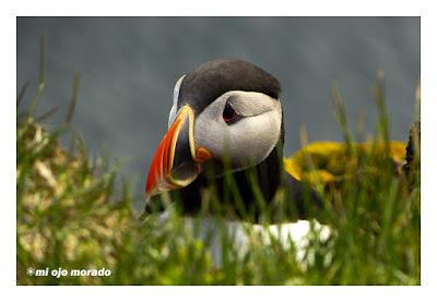 Ese pájaro entrañable: frailecillo, lundi o puffin