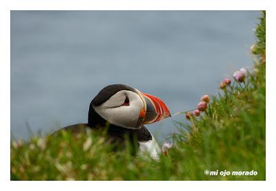 Ese pájaro entrañable: frailecillo, lundi o puffin