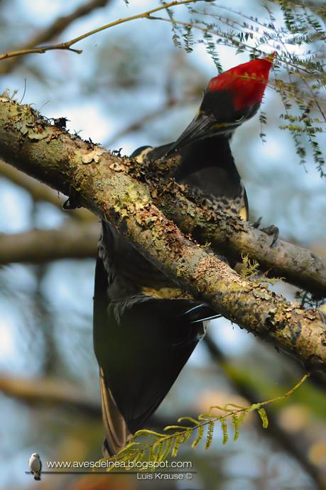 Carpintero garganta estriada (Lineated Woodpecker) Dryocopus lineatus