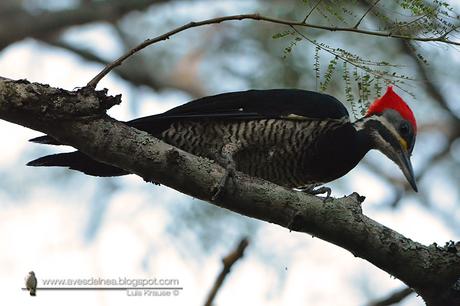 Carpintero garganta estriada (Lineated Woodpecker) Dryocopus lineatus