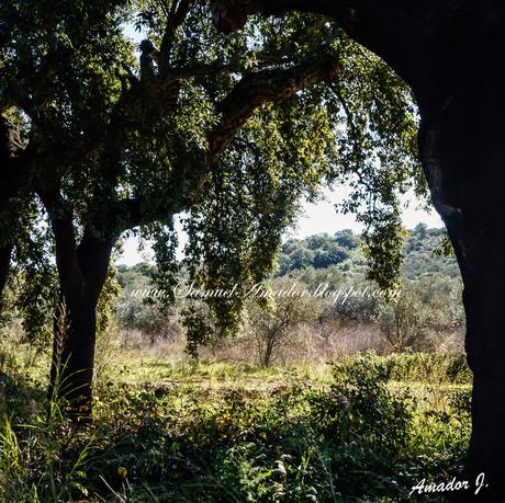 SIERRA DE HORNACHUELOS EN CÓRDOBA