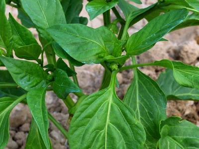 poda pimiento poda pimiento