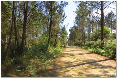 kilómetros de pista forestal