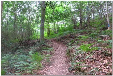 También bosque, continuos cambios de paisaje