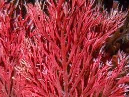 Marea Roja Marea Roja