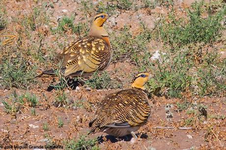 Ganga ibérica (Pterocles alchata)