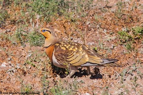 Ganga ibérica (Pterocles alchata)