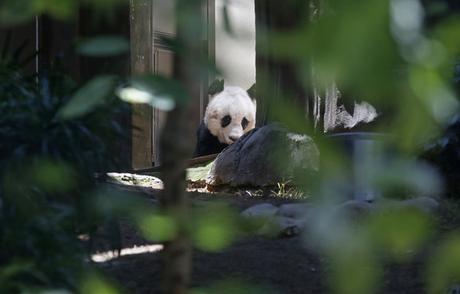 El oso panda gigante más antiguo del mundo celebra sus 37 años