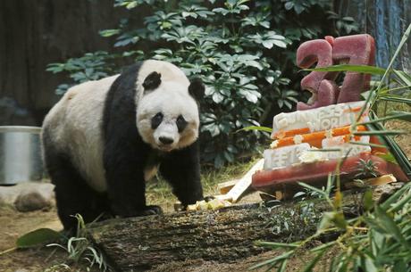 El oso panda gigante más antiguo del mundo celebra sus 37 años