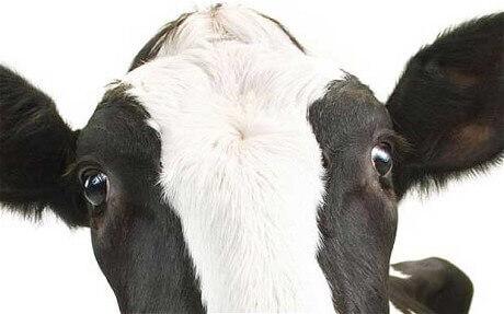 Alimentos ricos en calcio que no son lácteos Alimentos ricos en calcio que no son lácteos