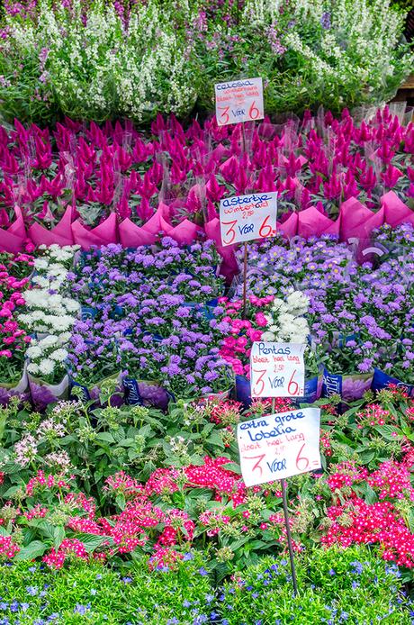 Mercado de las flores, Amsterdam