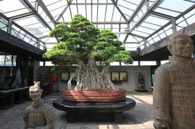 El bonsai centenario que sobrevivió a la bomba atómica de Hiroshima