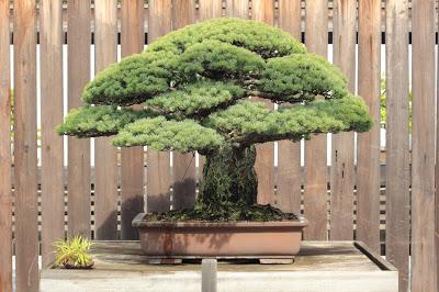 El bonsai centenario que sobrevivió a la bomba atómica de Hiroshima