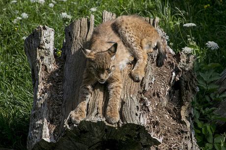 Cabárceno: El Lince Ibérico Parque de Cabárceno