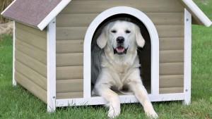 Descubre las mejores formas de deshacerte de las garrapatas en perros Descubre las mejores formas de deshacerte de las garrapatas en perros